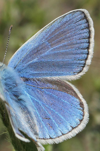 Hvidrandet Blåfugl, Polyommatus dorylas. Col de Vence, Alps-Maritime, Frankrig d. 10 maj 2019. Fotograf; Lars Andersen