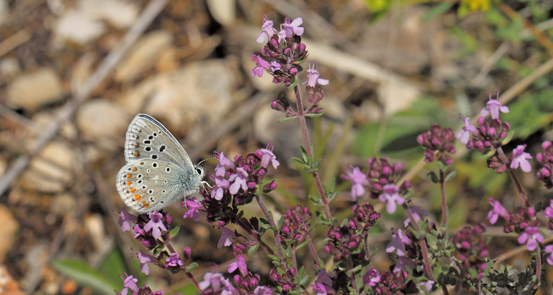 Hvidrandet Blfugl, Polyommatus dorylas. Col de Vence, Alps-Maritime, Frankrig d. 10  maj 2019. Fotograf; Lars Andersen