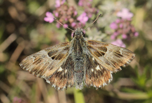  Trebndet Marmorbredpande, Carcharodus baeticus. Col de Vence, Alpes-Maritimes, Frankrig d. 10  maj 2019. Fotograf; Lars Andersen