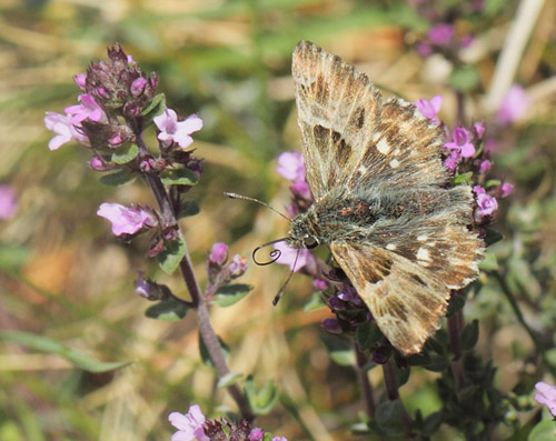  Trebndet Marmorbredpande, Carcharodus baeticus. Col de Vence, Alpes-Maritimes, Frankrig d. 10  maj 2019. Fotograf; Lars Andersen