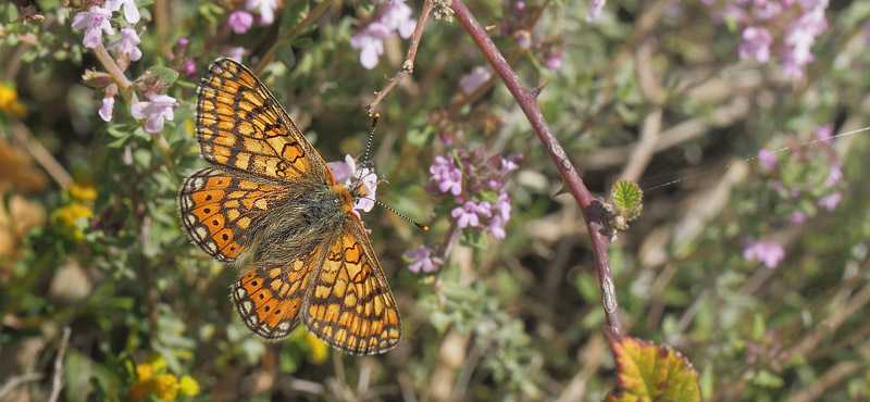 Hedepletvinge, Euphrydryas aurinia hun. Col de Vence, Alpes-Maritimes, Frankrig d. 10 maj 2019. Fotograf; Lars Andersen