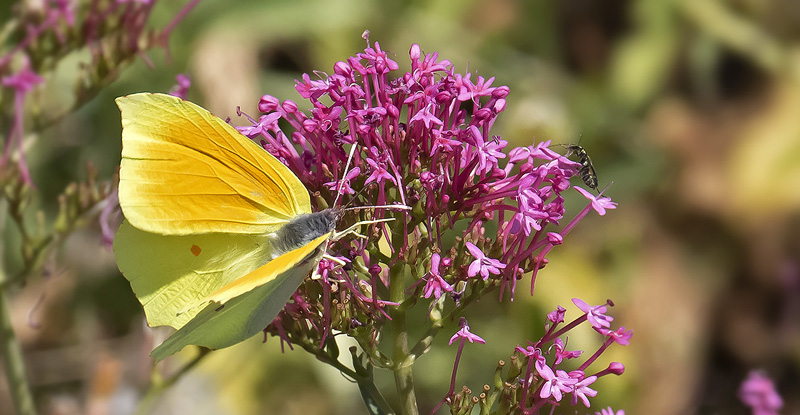 Orange Citronsommerfugl, Gonepteryx cleopatra han. Rimplas, Alpes -Maritimes, Frankrig d. 5 juli 2019. Fotograf; Knud Ellegaard
