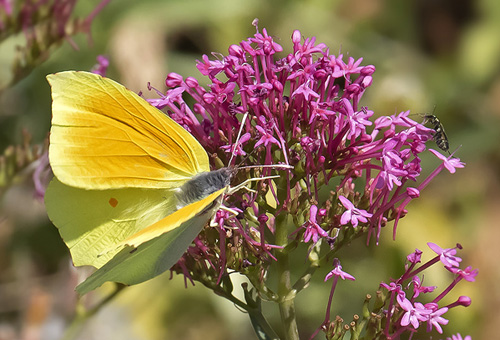 Orange Citronsommerfugl, Gonepteryx cleopatra han. Rimplas, Alpes -Maritimes, Frankrig d. 5 juli 2019. Fotograf; Knud Ellegaard