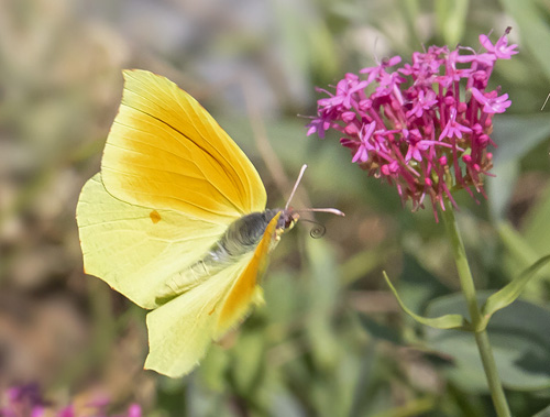 Orange Citronsommerfugl, Gonepteryx cleopatra han. Rimplas, Alpes -Maritimes, Frankrig d. 5 juli 2019. Fotograf; Knud Ellegaard