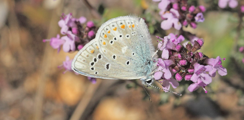 Hvidrandet Blfugl, Polyommatus dorylas. Col de Vence, Alps-Maritime, Frankrig d. 11  maj 2019. Fotograf; Lars Andersen