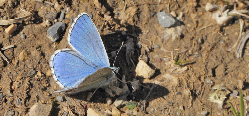 Adonisblfugl, Polyommatus bellargus han. Col de Vence, Alps-Maritime, Frankrig d. 11 maj 2019. Fotograf; Lars Andersen