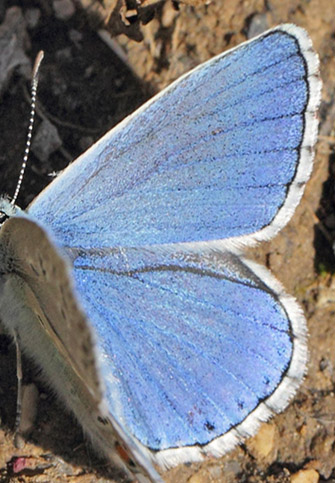 Adonisblfugl, Polyommatus bellargus han. Col de Vence, Alps-Maritime, Frankrig d. 11 maj 2019. Fotograf; Lars Andersen