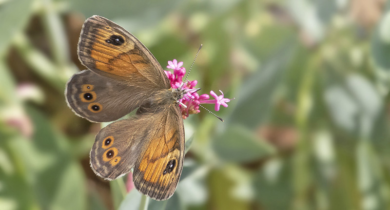 Skovvejrandje, Lasiommata maera. Rimplas 1050 m., Parc de Mercantour, Alpes Maritimes d. 5  juli 2019. Fotograf; Knud Ellegaard