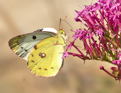 Sydlig Hsommerfugl, Colias alfacariensis. Rimplas 1050 m., Parc de Mercantour, Alpes Maritimes d. 5  juli 2019. Fotograf; Knud Ellegaard