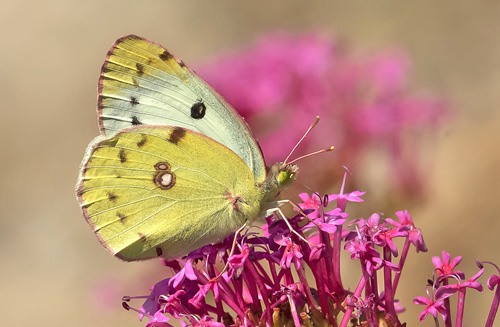 Sydlig Hsommerfugl, Colias alfacariensis. Rimplas 1050 m., Parc de Mercantour, Alpes Maritimes d. 5  juli 2019. Fotograf; Knud Ellegaard