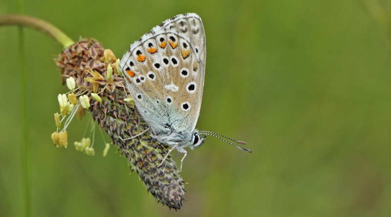 Adonisblfugl, Polyommatus bellargus han. Tourtour, Var, Frankrig  d. 15 maj 2019. Fotograf; Lars Andersen