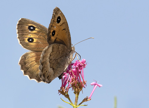 Mrk Satyr, Satyrus ferula. Rimplas 1050 m., Parc de Mercantour, Alpes Maritimes d. 5 juli 2019. Fotograf; Knud Ellegaard