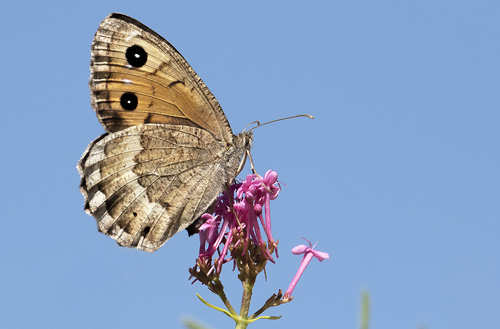 Mrk Satyr, Satyrus ferula. Rimplas 1050 m., Parc de Mercantour, Alpes Maritimes d. 5 juli 2019. Fotograf; Knud Ellegaard