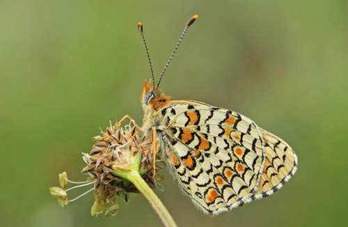 Stor Pletvinge, Melitaea phoebe. Vallon des Clos,Cortignac, Var, Frankrig d. 15 maj 2019. Fotograf; Lars Andersen