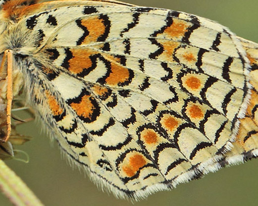 Stor Pletvinge, Melitaea phoebe. Vallon des Clos,Cortignac, Var, Frankrig  d. 15 maj 2019. Fotograf; Lars Andersen