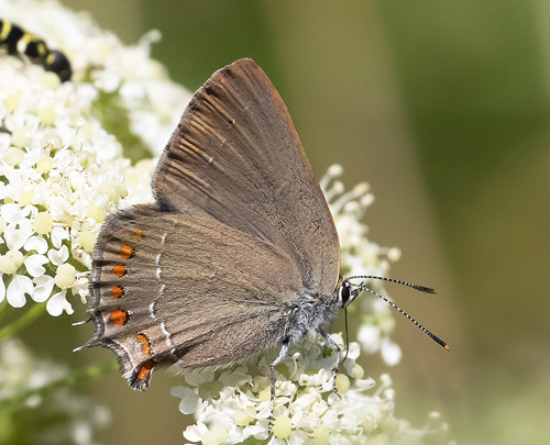 Spansk Egesommerfugl, Satyrium esculi. Rimplads, Parc de Mercantour, Alps Maritimes d. 5 juli 2019. Fotograf; Knud Ellegaard