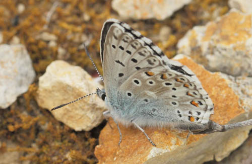 Provene Slvblfugl, Lysandra hispana. Vallon des Clos, Cortignac, Alpes-Maritimes, Frankrig d. 15 maj 2019. Fotograf; Lars Andersen