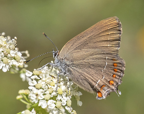 Spansk Egesommerfugl, Satyrium esculi. Rimplads, Parc de Mercantour, Alps Maritimes d. 5 juli 2019. Fotograf; Knud Ellegaard