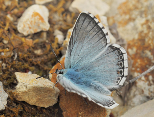 Provene Slvblfugl, Lysandra hispana. Vallon des Clos, Cortignac, Alpes-Maritimes, Frankrig d. 15 maj 2019. Fotograf; Lars Andersen