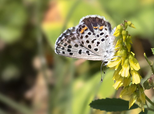 Timianblfugl, Pseudophilotes baton. Rimplas, Parc de Mercantour, Alpes-Maritimes, Frankrig d. 5 juli 2019. Fotograf; Knud Ellegaard