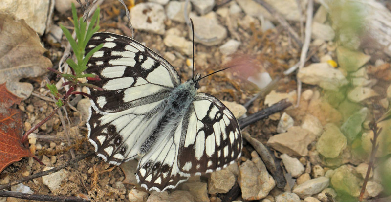 Vestlig Skakbrætrandøje, Melanargia occitanica. Vallon des Clos, Cortignac, Var, Frankrig d. 15 maj 2019. Fotograf; Lars Andersen