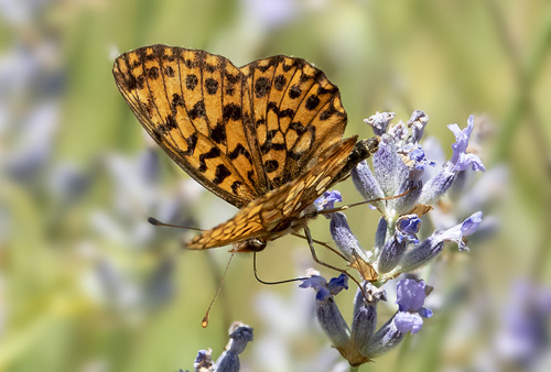 Violet Perlemorsommerfugl,  Boloria dia. Rimplas 1050 m., Parc de Mercantour, Alpes Maritimes d. 5 juli 2019. Fotograf; Knud Ellegaard