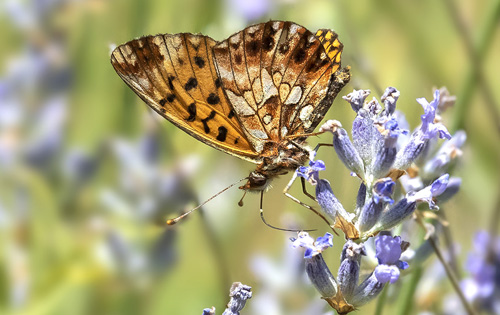 Violet Perlemorsommerfugl,  Boloria dia. Rimplas 1050 m., Parc de Mercantour, Alpes Maritimes d. 5 juli 2019. Fotograf; Knud Ellegaard