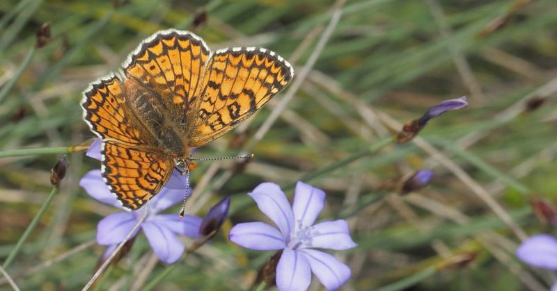 Okkergul Pletvinge, Melitaea cinxia hun. Vallon des Clos,Cortignac, Var, Frankrig  d. 15 maj 2019. Fotograf; Lars Andersen