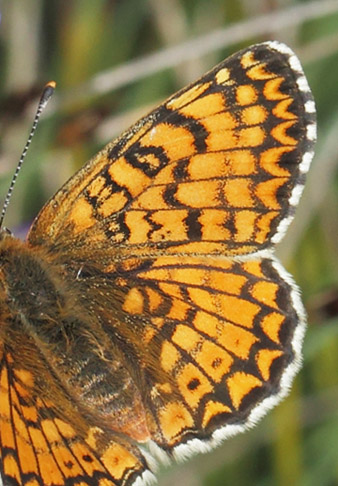 Okkergul Pletvinge, Melitaea cinxia hun. Vallon des Clos,Cortignac, Var, Frankrig  d. 15 maj 2019. Fotograf; Lars Andersen