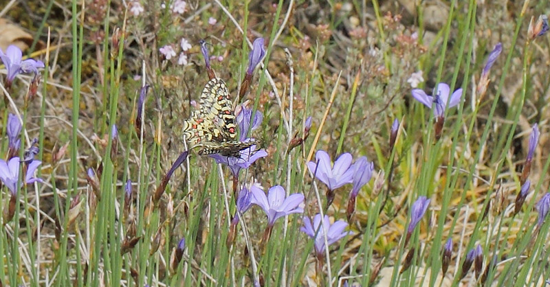 Vestlig Guirlandesommerfugl, Zerynthia rumina. Vallon des Clos, Cortignac, Var, Frankrig d. 15 maj 2019. Fotograf; Lars Andersen