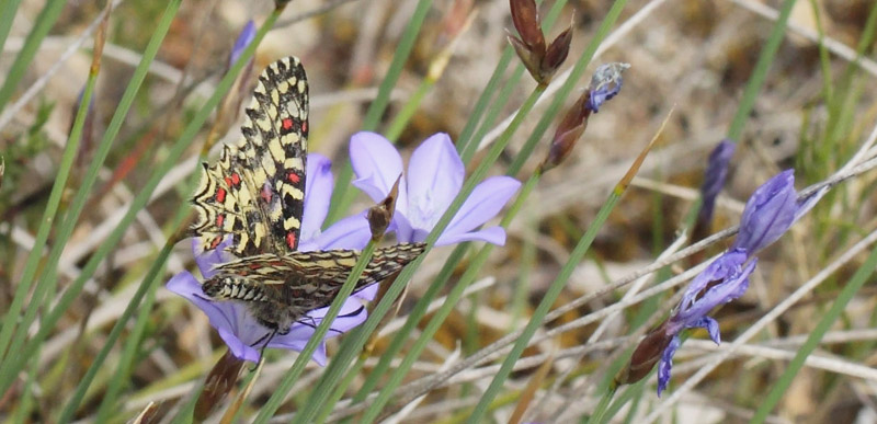 Vestlig Guirlandesommerfugl, Zerynthia rumina. Vallon des Clos, Cortignac, Var, Frankrig d. 15 maj 2019. Fotograf; Lars Andersen