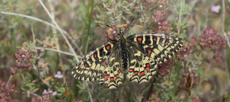 Vestlig Guirlandesommerfugl, Zerynthia rumina. Vallon des Clos, Cortignac, Var, Frankrig d. 15 maj 2019. Fotograf; Lars Andersen