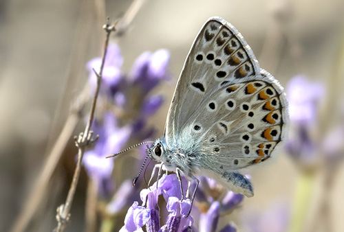 Eschers Blfugl, Polyommatus escheri han. Rimplas 1005m. Parc de Mercantour, Frankrig d. 5  juli 2019. Fotograf; Knud Ellegaard