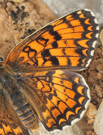 Stor Pletvinge, Melitaea phoebe. Vallon des Clos,Cortignac, Var, Frankrig d. 15 maj 2019. Fotograf; Lars Andersen