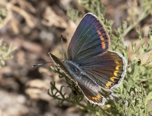 Eschers Blfugl, Polyommatus escheri hun. Rimplas 1005m. Parc de Mercantour, Frankrig d. 5  juli 2019. Fotograf; Knud Ellegaard