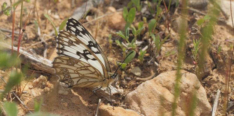 Vestlig Skakbrætrandøje, Melanargia occitanica. Vallon des Clos, Cortignac, Var, Frankrig d. 15 maj 2019. Fotograf; Lars Andersen