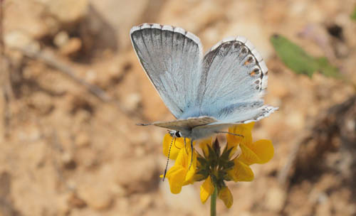 Provene Slvblfugl, Lysandra hispana. Vallon des Clos, Cortignac, Alpes-Maritimes, Frankrig d. 15 maj 2019. Fotograf; Lars Andersen