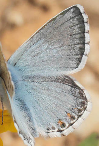 Provene Slvblfugl, Lysandra hispana. Vallon des Clos, Cortignac, Alpes-Maritimes, Frankrig d. 15 maj 2019. Fotograf; Lars Andersen