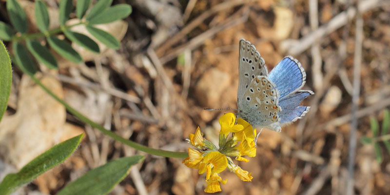 Adonisblfugl, Polyommatus bellargus han. Cortignac, Alpes-Maritimes, Frankrig d. 15 maj 2019. Fotograf; Lars Andersen