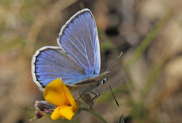 Eschers Blfugl, Polyommatus escheri. Cortignac, Var, Frankrig d. 15 maj 2019. Fotograf; Lars Andersen