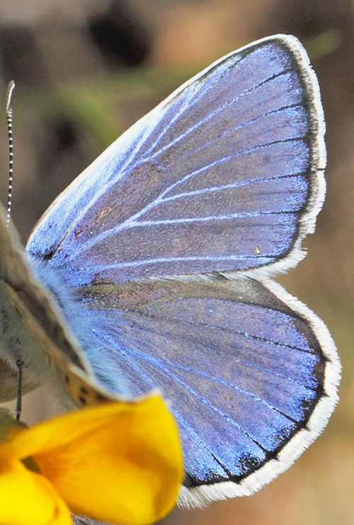 Eschers Blåfugl, Polyommatus escheri. Cortignac, Var, Frankrig d. 15 maj 2019. Fotograf; Lars Andersen