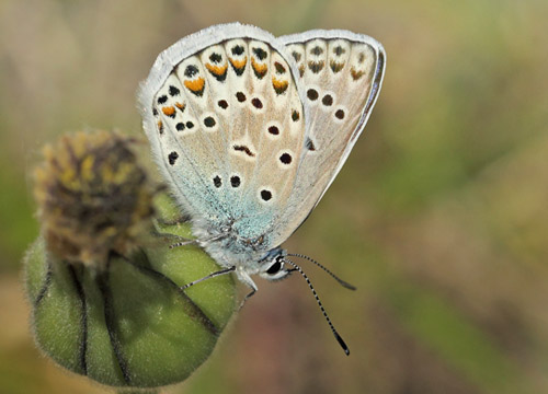 Eschers Blfugl, Polyommatus escheri.  Cortignac, Var, Frankrig d. 15 maj 2019. Fotograf; Lars Andersen