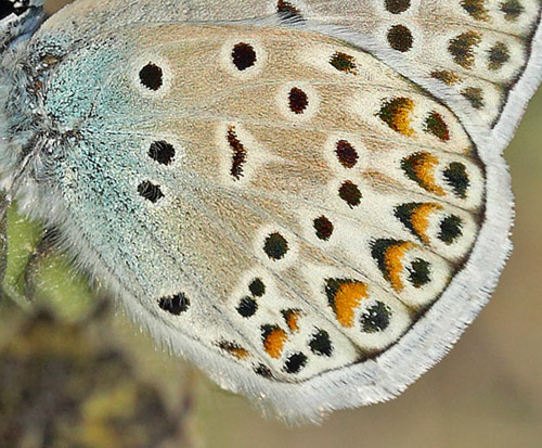 Eschers Blfugl, Polyommatus escheri. Cortignac, Var, Frankrig d. 15 maj 2019. Fotograf; Lars Andersen