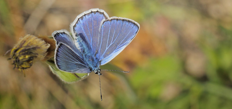 Eschers Blfugl, Polyommatus escheri.  Cortignac, Var, Frankrig d. 15 maj 2019. Fotograf; Lars Andersen