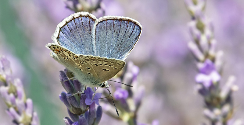 Eschers Blfugl, Polyommatus escheri han. Rimplas 1005m. Parc de Mercantour, Frankrig d. 7 juli 2019. Fotograf; Knud Ellegaard