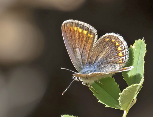 Esparsette Blfugl, Polyommatus thersites hun. Rimplas 1005m. Parc de Mercantour, Frankrig d. 5  juli 2019. Fotograf; Knud Ellegaard