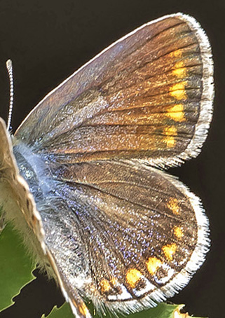 Esparsette Blfugl, Polyommatus thersites hun. Rimplas 1005m. Parc de Mercantour, Frankrig d. 5  juli 2019. Fotograf; Knud Ellegaard