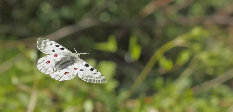 Apollo, Parnassius apollo ssp.: provincialis (Kheil, 1906). Madona de Fenestre, hjde: 1180 to 1300 m. Alps Maritime, det sydstlige Frankrig d. 16 maj 2019. Fotograf; Lars Andersen