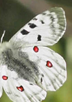 Apollo, Parnassius apollo ssp.: valdierensis (Verity, 1911) han. Madona de Fenestre, hjde: 1180 to 1300 m. Alps Maritime, det sydstlige Frankrig d. 16 maj 2019. Fotograf; Lars Andersen