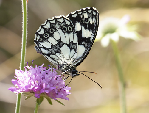 Skakbrætrandøje, Melanargia galathea. Rimplas 1050 m., Alpes Maritimes, Frankrig d. 5 juli 2019. Fotograf; Knud Ellegaard